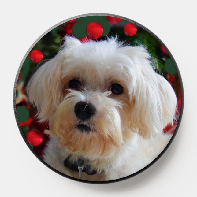 Cute Maltese Dog PopSocket (Popsocket)