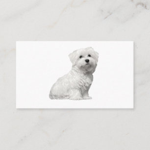 Cute Maltese Dog Sitting Puppy Business Card