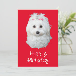 Cute Maltese Dog White Puppy Photo Holiday Card