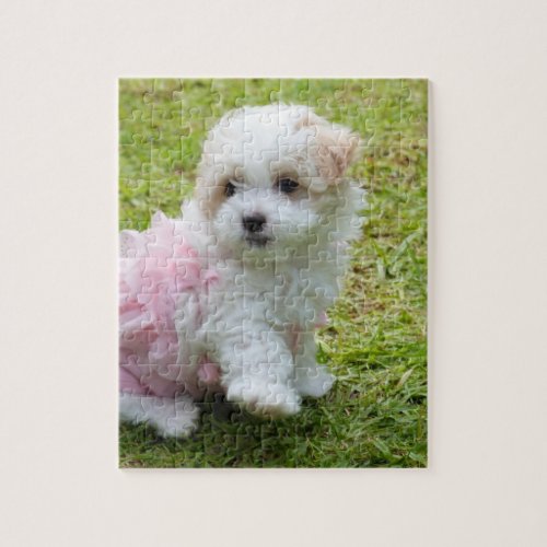 Cute Maltese Poodle Puppy Puzzle