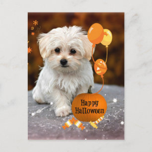 Cute Maltese Puppy Celebrates Halloween Holiday Postcard