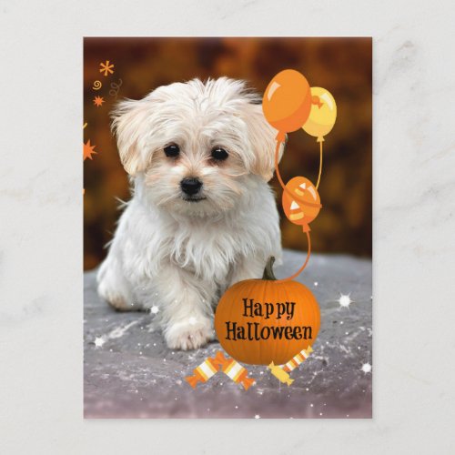Cute Maltese Puppy Celebrates Halloween  Holiday Postcard
