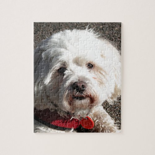 Cute Maltese Shih Tzu dog Jigsaw Puzzle