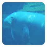 Cute Manatee Square Sticker