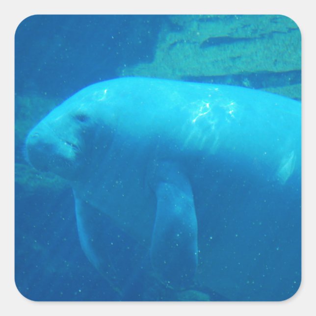 Cute Manatee Square Sticker (Front)