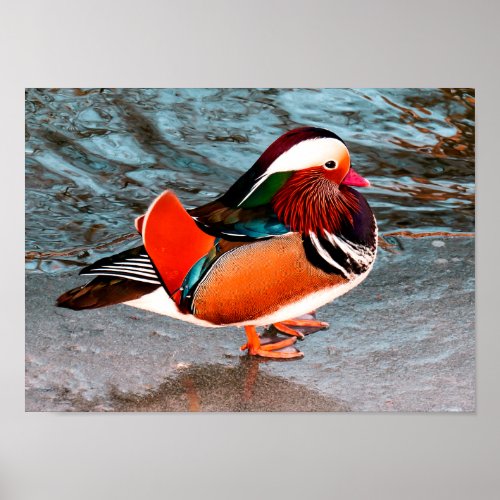 Cute Mandarin Duck By The Water Poster