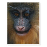 Cute Mandrill Monkey Temporary Tattoos