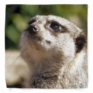 CUTE MEERKAT BANDANA