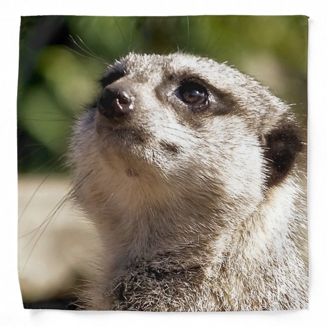 CUTE MEERKAT BANDANA (Front)