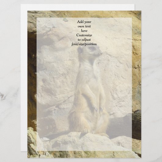 Cute meerkat photograph (Front/Back)