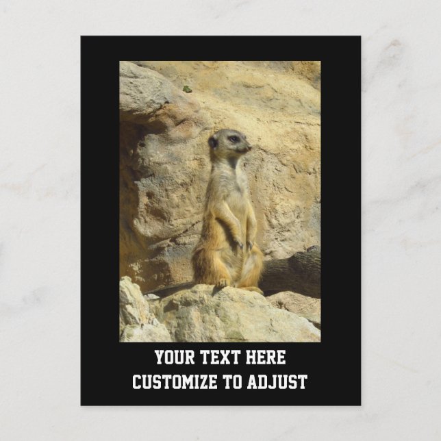 Cute meerkat photograph postcard (Front)