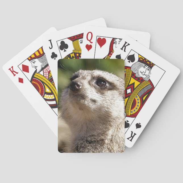 CUTE MEERKAT POKER CARDS (Back)