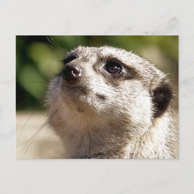 CUTE MEERKAT POSTCARD (Front)