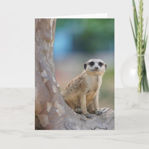 Cute Meerkat Sat on Tree Card