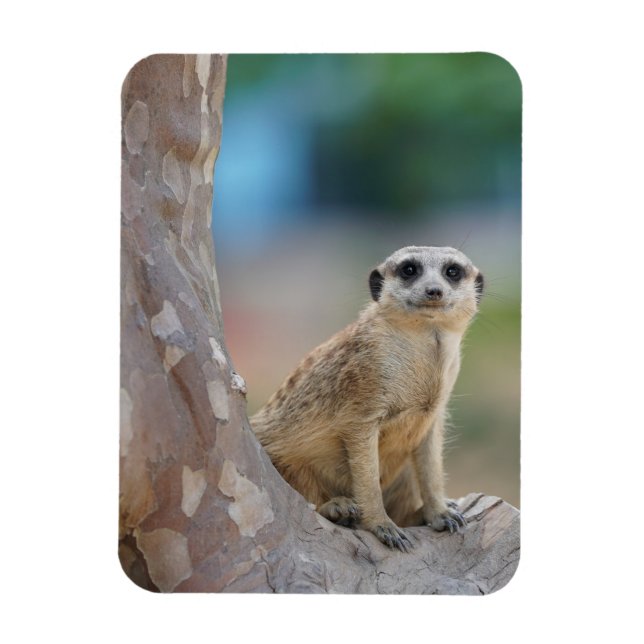 Cute Meerkat Sat on Tree Magnet (Vertical)