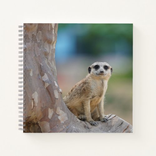 Cute Meerkat Sat on Tree Notebook