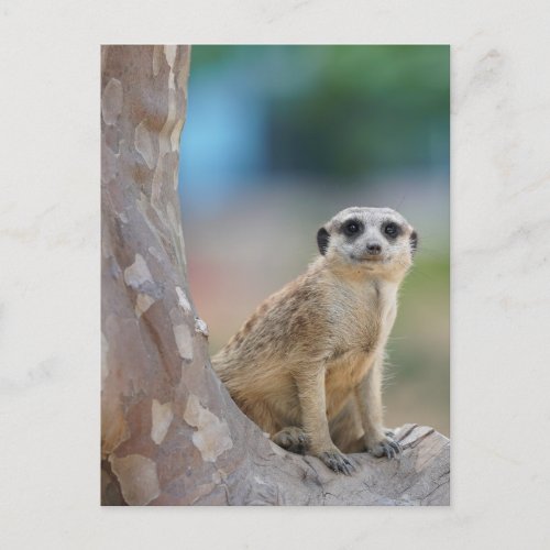 Cute Meerkat Sat on Tree Postcard