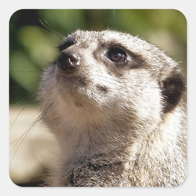 CUTE MEERKAT SQUARE STICKER (Front)