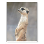 Cute Meerkat Temporary Tattoos