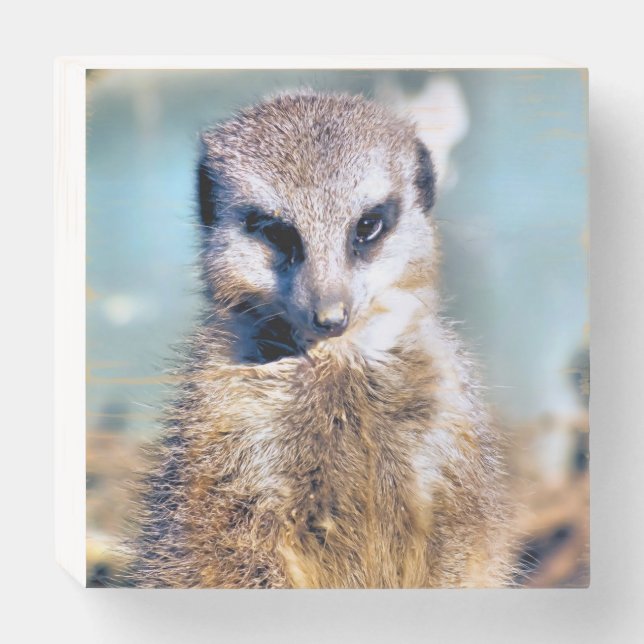 CUTE MEERKAT   WOODEN BOX SIGN (Front Horizontal)