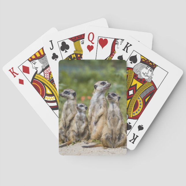 Cute Meerkats Poker Cards (Back)
