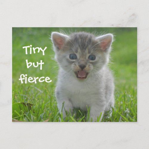 Cute Meow Kitten Tiny but Fierce Postcard
