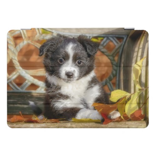 Cute Mini Aussie Shepherd Dog Bi_Color Puppy  iPad Pro Cover