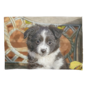 Cute Mini Aussie Shepherd Dog Bi-Color Puppy - Pillow Case