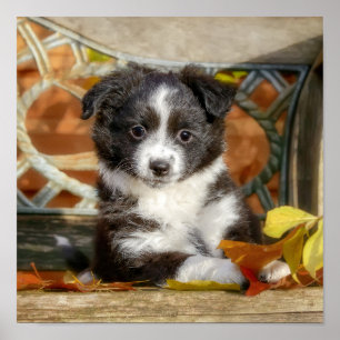 Cute Mini Aussie Shepherd Dog Bi-Color Puppy _ Poster