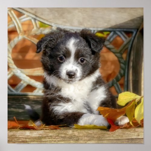 Cute Mini Aussie Shepherd Dog Bi_Color Puppy _ Poster