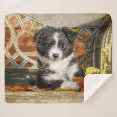 Cute Mini Aussie Shepherd Dog Bi_Color Puppy __ Sherpa Blanket