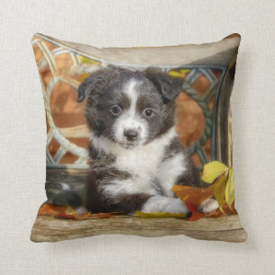 Cute Mini Aussie Shepherd Dog Bi-Color Puppy - Throw Pillow