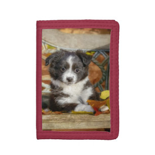 Cute Mini Aussie Shepherd Dog Bi-Color Puppy - Tri-fold Wallet