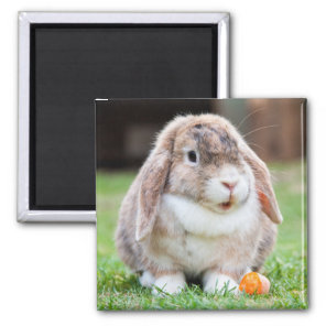Cute Mini Holland Lop Bunny Rabbit Magnet