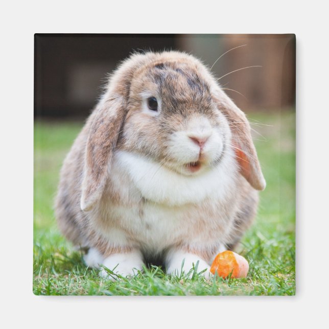 Cute Mini Holland Lop Bunny Rabbit Magnet (Front)