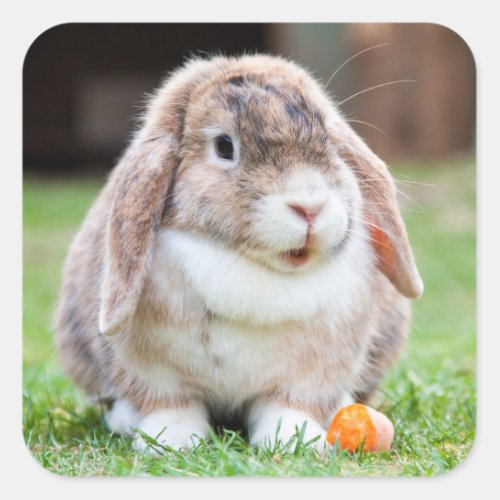 Cute Mini Holland Lop Bunny Rabbit Square Sticker