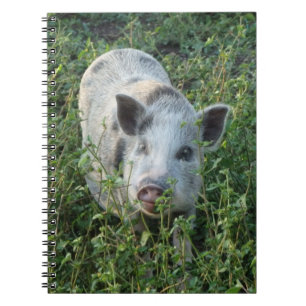 Cute Mini Juliana Pet Pig Notebook