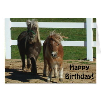 Miniature Horse Gifts on Zazzle