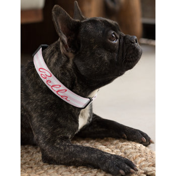 Cute Modern Pink Stripes Dog Puppy Doggy Name Pet Collar by iCoolCreate at Zazzle