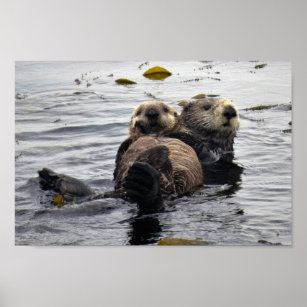 Cute Mom and Pup Sea Otters Poster