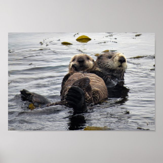 Cute Mom and Pup Sea Otters Poster (Front)