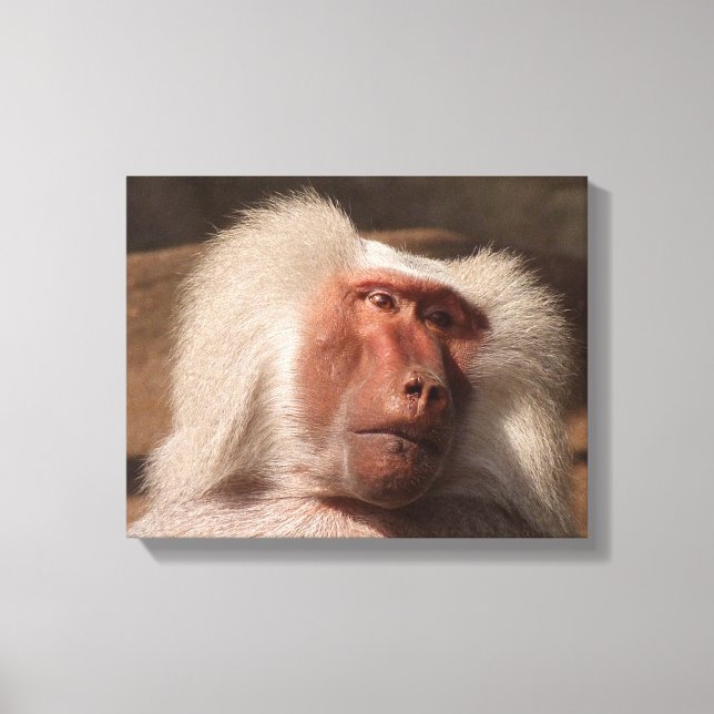 Cute Monkey Poster Canvas Print (Front)