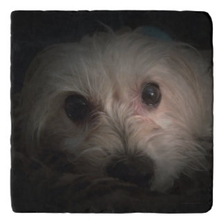 Cute Morkie Puppy Dog Adorable Marvel Stone Trivet
