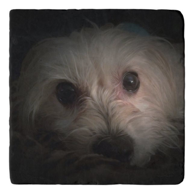 Cute Morkie Puppy Dog Adorable Marvel Stone Trivet (Front)