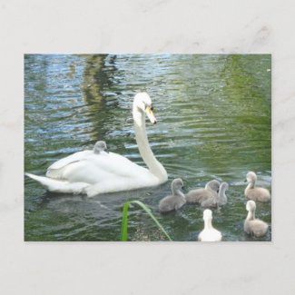 Cute Mother Swan & Babies DIY Postcard