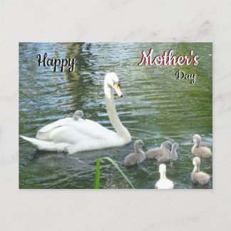 Cute Mother Swan & Babies Mother's Day Postcard