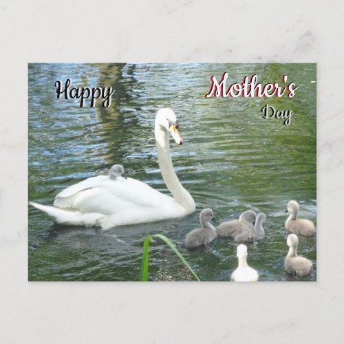 Cute Mother Swan  Babies Mothers Day Postcard
