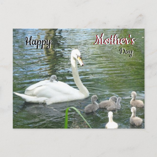 Cute Mother Swan & Babies Mother's Day Postcard (Front)