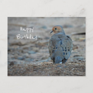 Cute Mourning Dove Birthday Postcard