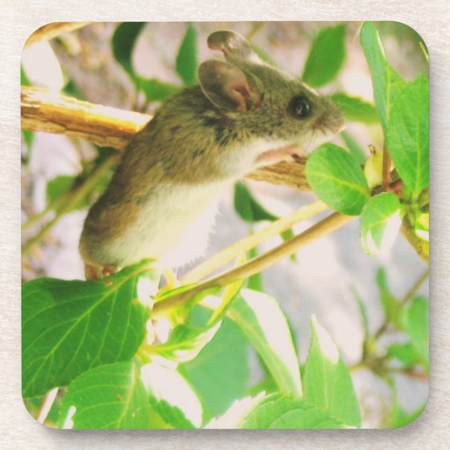 Cute Mouse Coaster (Front)